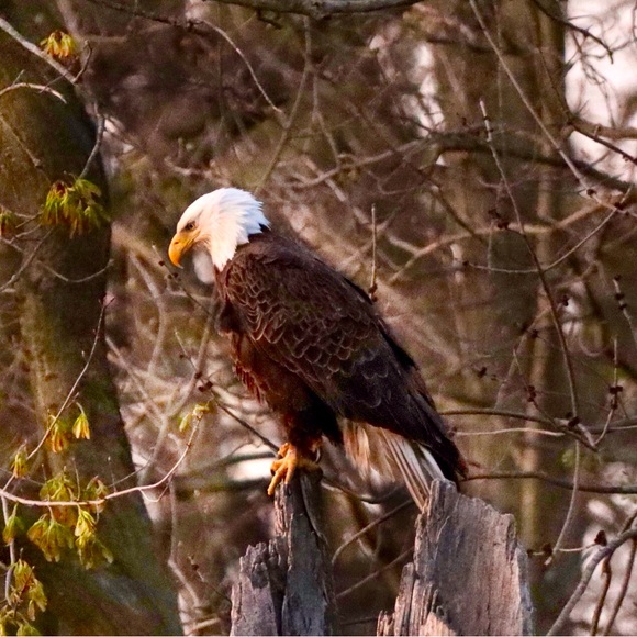 Meet your Posher, Christi - Picture 2 of 3